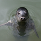 A grey seal.